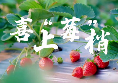 中國電信的信息技術(shù)正成為草莓種植戶拓展銷售、傳播口碑的新農(nóng)具_400.jpg